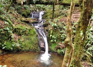 Trilha Para Cachoeira Do Chá - Tapiraí - 1 Dia - Desviantes