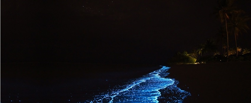 Onde encontrar bioluminescência no Brasil