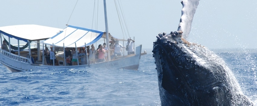 Onde e quando ver baleias no Brasil
