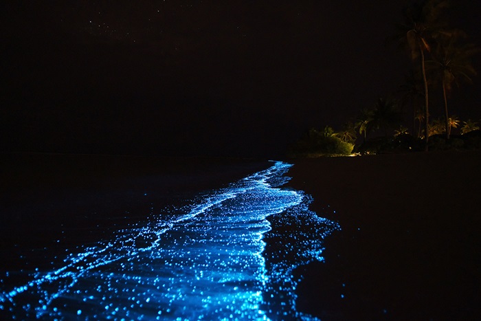 Maldivas Plancton Bioluminescente