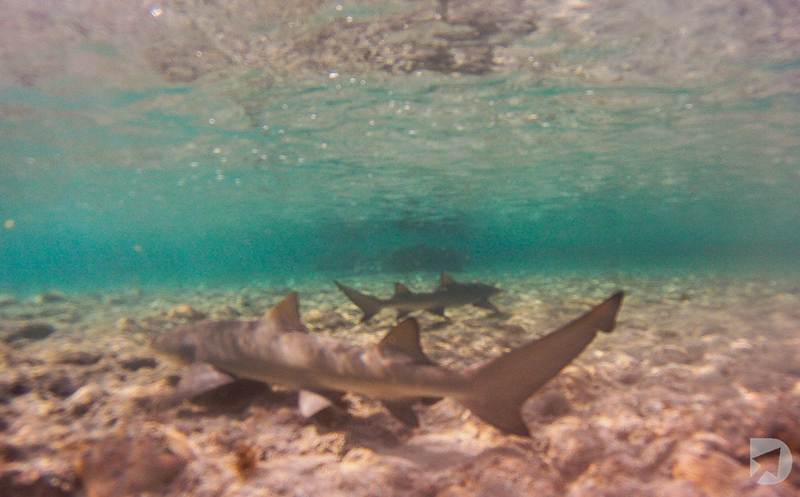 Tubarões Snorkeling Noronha