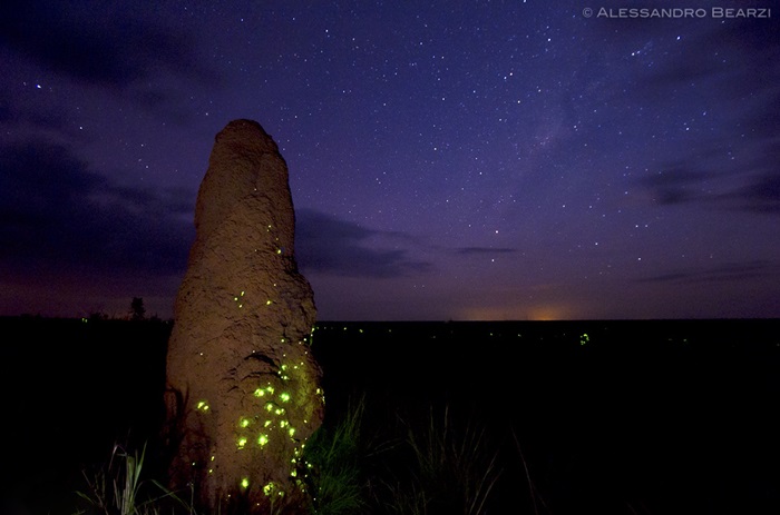 Cupinzeiros Bioluminescentes Parque Nacional das Emas